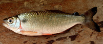 Image of Brycon pesu (Mourning tetra)