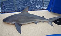 Image of Carcharhinus amboinensis (Pigeye shark)