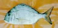 Image of Calamus brachysomus (Pacific porgy)