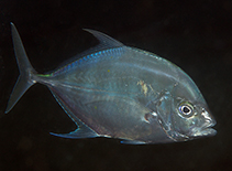 Image of Turrum coeruleopinnatum (Coastal trevally)