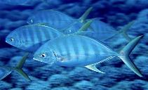 Image of Ferdauia ferdau (Blue trevally)