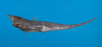 Image of Coelorinchus formosanus (Formosa grenadier)