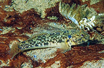 Image of Caffrogobius nudiceps (Barehead goby)