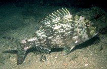 Image of Calamus penna (Sheepshead porgy)