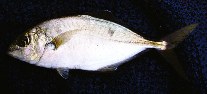 Image of Carangoides praeustus (Brownback trevally)