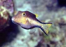 Image of Canthigaster rostrata (Caribbean sharpnose-puffer)