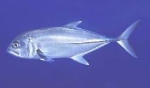 Image of Caranx sexfasciatus (Bigeye trevally)