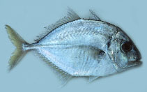 Image of Platycaranx talamparoides (Imposter trevally)