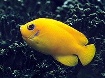 Image of Centropyge flavissima (Lemonpeel angelfish)