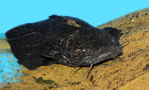 Image of Cephalosilurus fowleri 