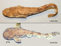 Image of Cephaloscyllium fasciatum (Reticulated swellshark)