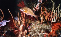 Image of Chirodactylus brachydactylus (Two-tone fingerfin)