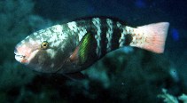 Image of Chlorurus capistratoides (Indian parrotfish)