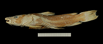 Image of Chrysichthys delhezi 