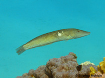 Image of Cheilio inermis (Cigar wrasse)