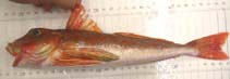 Image of Chelidonichthys kumu (Bluefin gurnard)