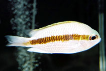 Image of Chromis mirationis (Japanese chromis)