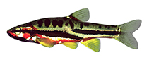 Image of Chrosomus oreas (Mountain redbelly dace)