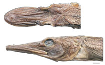 Image of Channichthys rhinoceratus (Unicorn icefish)