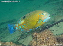 Image of Choerodon schoenleinii (Blackspot tuskfish)