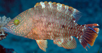 Image of Cheilinus trilobatus (Tripletail wrasse)