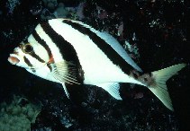 Image of Goniistius vittatus (Hawaiian morwong)