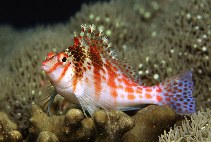 Image of Cirrhitichthys falco (Dwarf hawkfish)