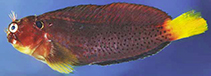 Image of Cirripectes heemstraorum (Yellowtail blenny)