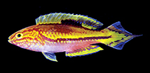 Image of Cirrhilabrus isosceles (Pintail fairy-wrasse)