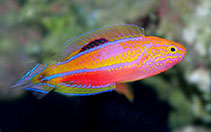 Image of Cirrhilabrus isosceles (Pintail fairy-wrasse)