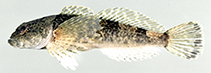 Image of Cottus baileyi (Black sculpin)