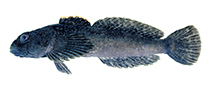 Image of Cottus baileyi (Black sculpin)