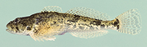 Image of Cottus carolinae (Banded sculpin)