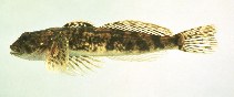 Image of Cottus cognatus (Slimy sculpin)