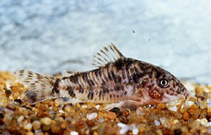 Image of Corydoras difluviatilis (Sparano cory)