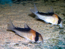 Image of Corydoras duplicareus (Broad stripe cory)