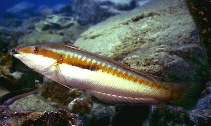 Image of Coris julis (Mediterranean rainbow wrasse)