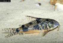 Image of Corydoras longipinnis (Long-finned cory)