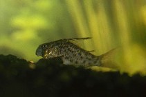 Image of Corydoras loretoensis (Loreto cory)