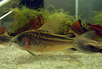 Image of Corydoras nanus (Little corydoras)