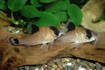 Image of Corydoras oiapoquensis (Flag tailed panda cory)