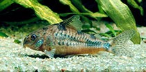 Image of Corydoras paleatus (Peppered corydoras)