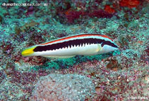 Image of Coris picta (Comb wrasse)