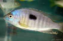 Image of Copadichromis pleurostigma 