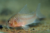 Image of Corydoras polystictus (Fine spotted cory)