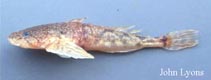 Image of Cottus ricei (Spoonhead sculpin)