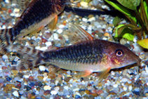 Image of Corydoras seussi (Seuss\