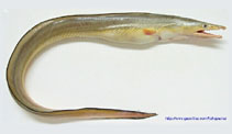 Image of Congresox talabonoides (Indian pike conger)