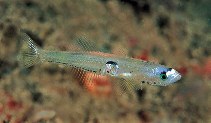 Image of Aphia minuta (Transparent goby)