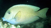 Image of Ctenochaetus cyanocheilus (Short-tail bristle-tooth)